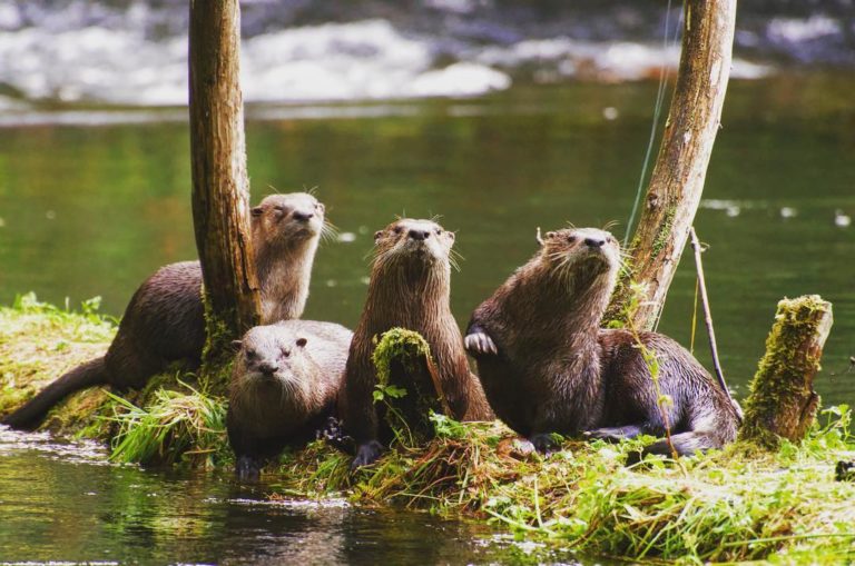 A family of otters