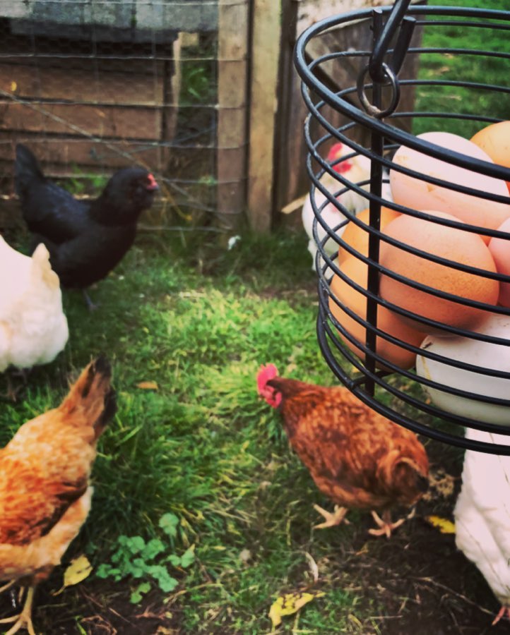 Close up of chickens, 2 brown, 2 white and 1 black standing in a circle next to a black wire basket full of bwon and white eggs, with a chicken coop in the background