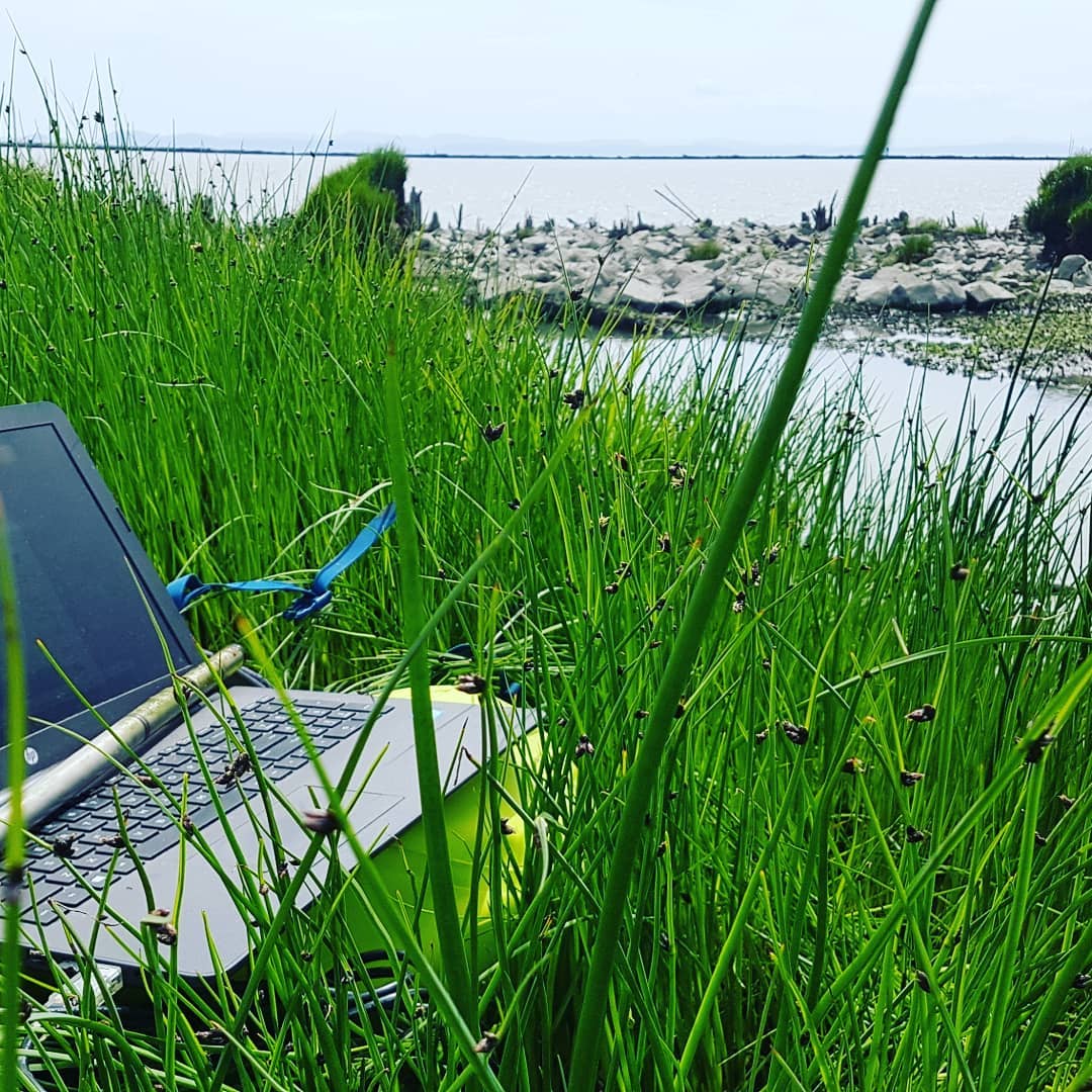 Computer and a pole visible among stalks of green grass by the banks of water