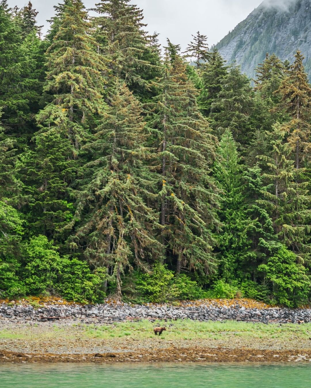 Magnificent conifer trees in the Great Bear Rainforest and at the edge of the treeline, a lone brown grizzly bear is visible in the distance