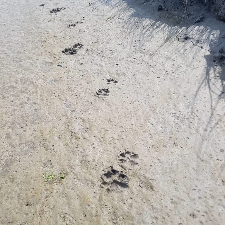 Coyote tracks in the Fraser estuary