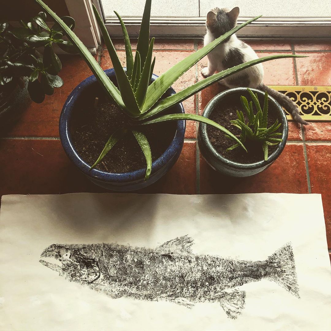 Grey and white kitten sits near a window staring out, partially hidden by two cactus plants in pots. In the foreground is a black and white print of a salmon, the paper resting on red tile.