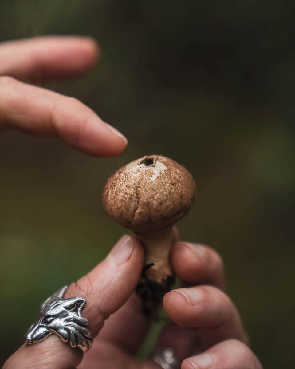 Hand wearing a silver motif wolf ring holding a mushroom against a blurred green background. Pointer finger is hovering above the top of the mushroom, which has a neat black circular hole in the centre top.