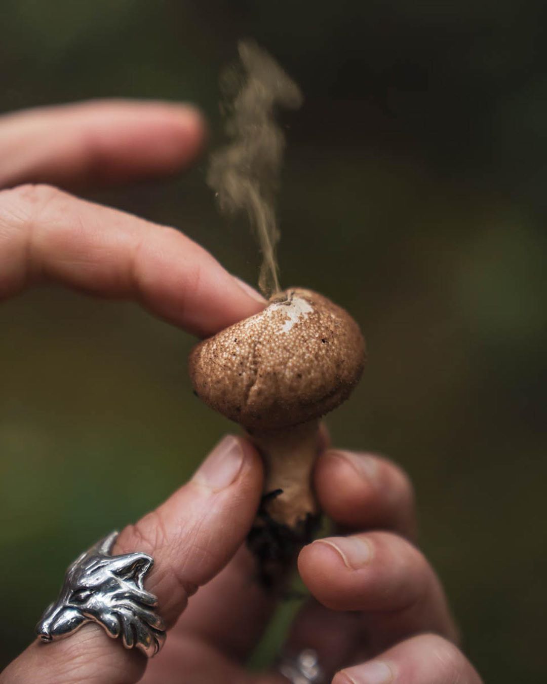 Part of a hand wearing a silver wolf motif ring visible holding a mushroom. The pointer finger is pressing down on the centre of the mushroom and a tendril of smoke is rising from the centre of the mushroom, comprised of mushroom spores