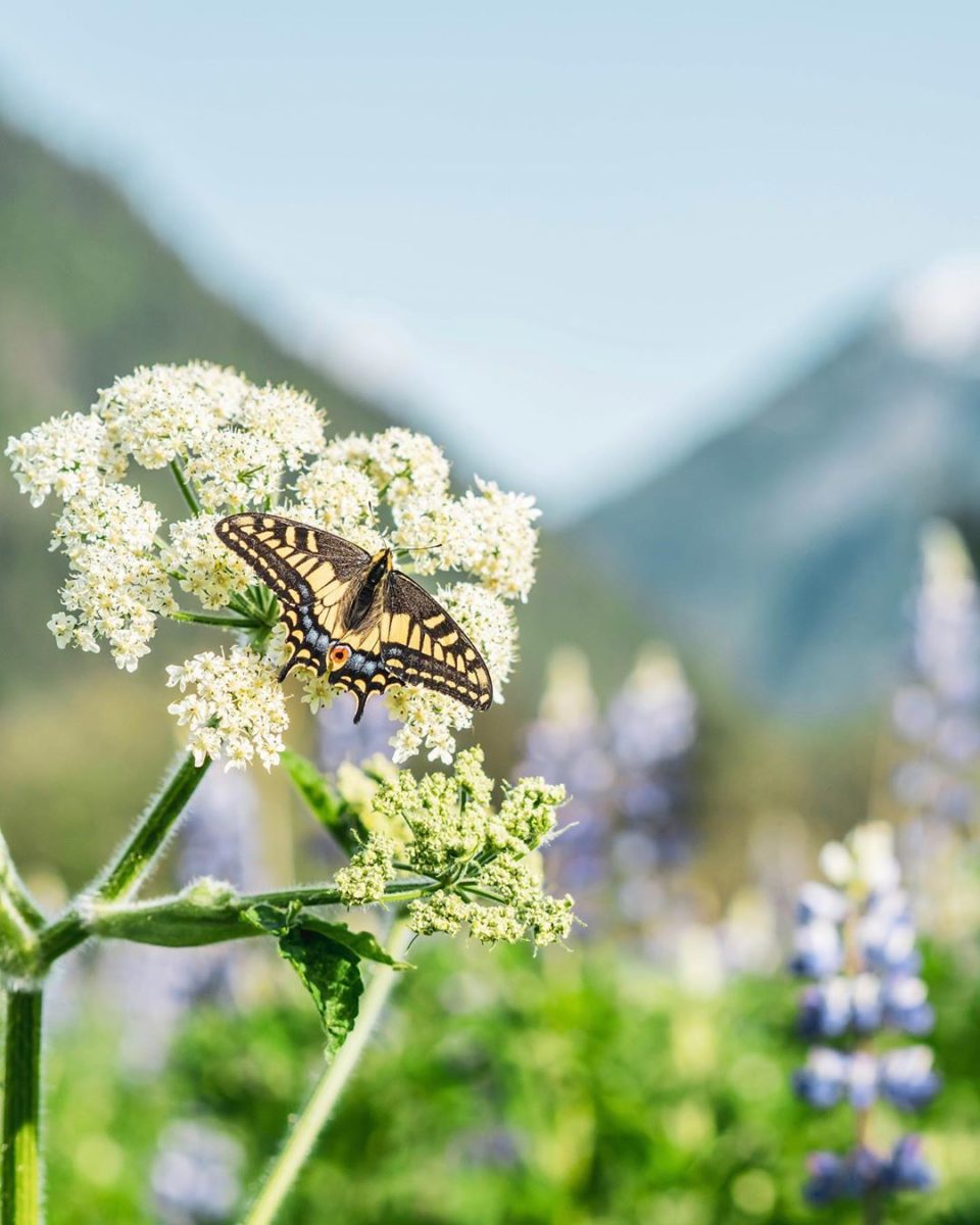 Yellow and black butterfly hovers beside a white flower with the blurred view of mountains in the back