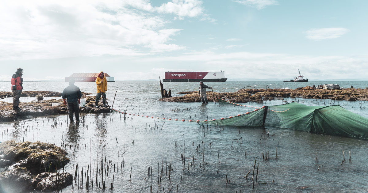 Blue grey Fraser river estuary with cargo ships and a fishing vessel in the deep water, foregrounded by four scientists standing on rocks on the shore looking at and discussing a green net at a breach