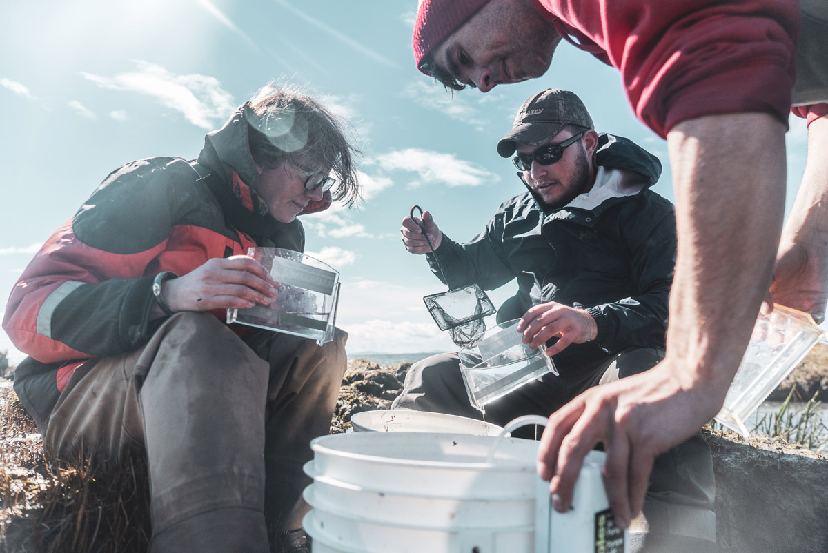 Three scientists in outdoor gear inspect and fish out live fish from white buckets using a small net, into container boxes under a blue sky besides the water.