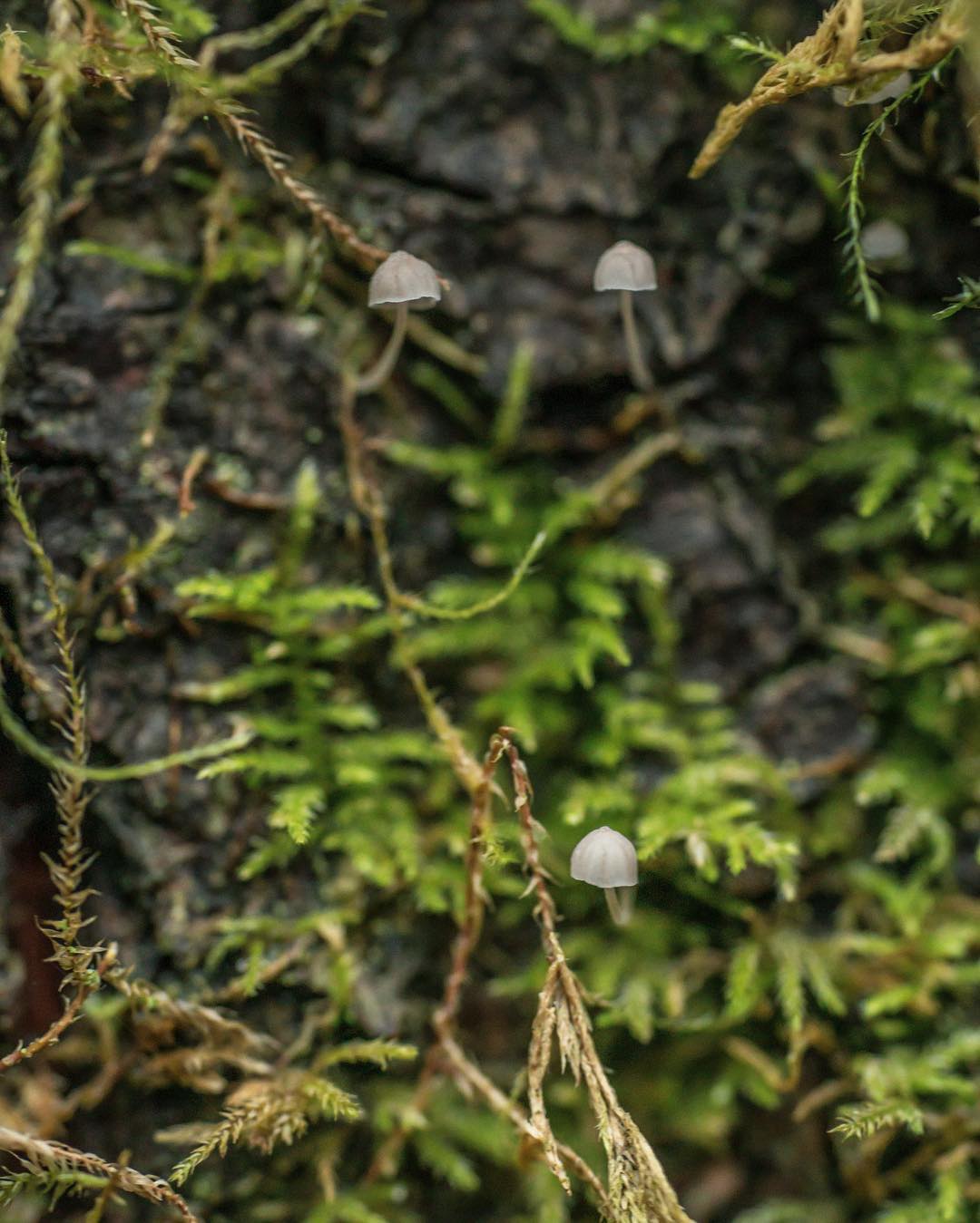 Three small mushroom caps in grey hanging onto ivy