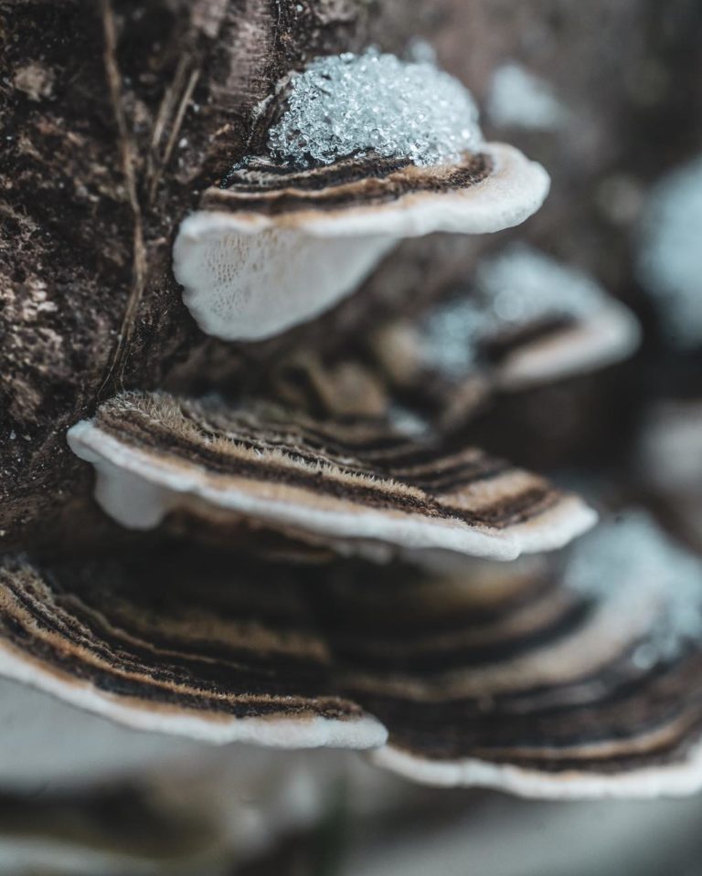 Turkey tail in the snow