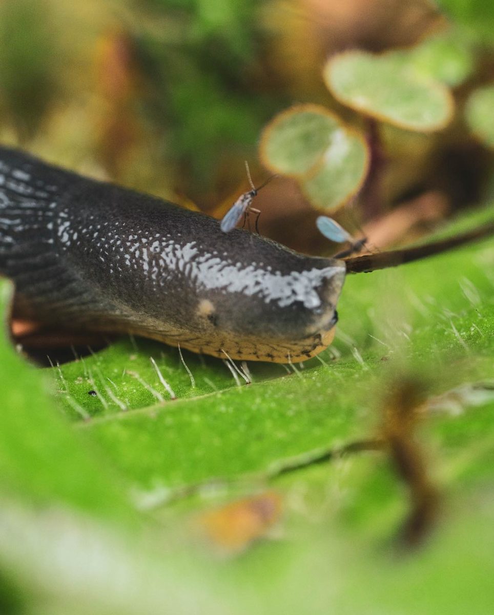 Black grey garden slug with its eyes retracted and a mosquito sitting on its head pictured on a green leaf, in extreme close up
