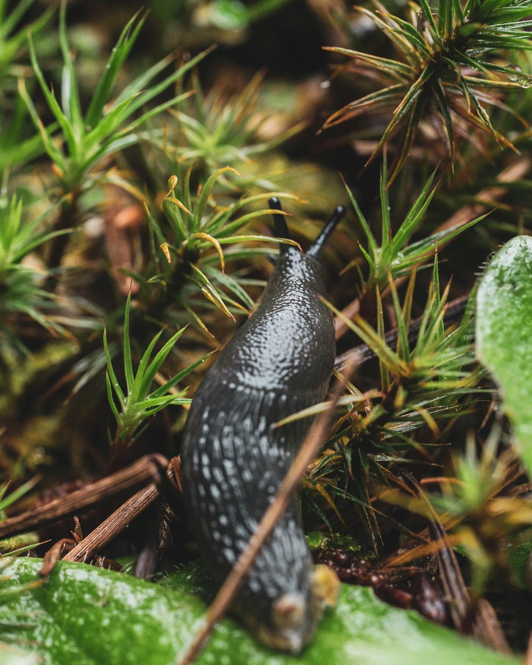 Invasive garden slug in dark grey clearly visible nestled among spiky moss