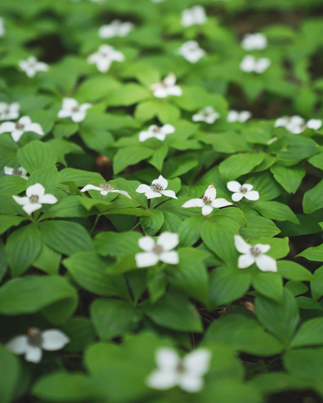 Bunchberry flowers, little white four petaled flowers dotted over green vegetation