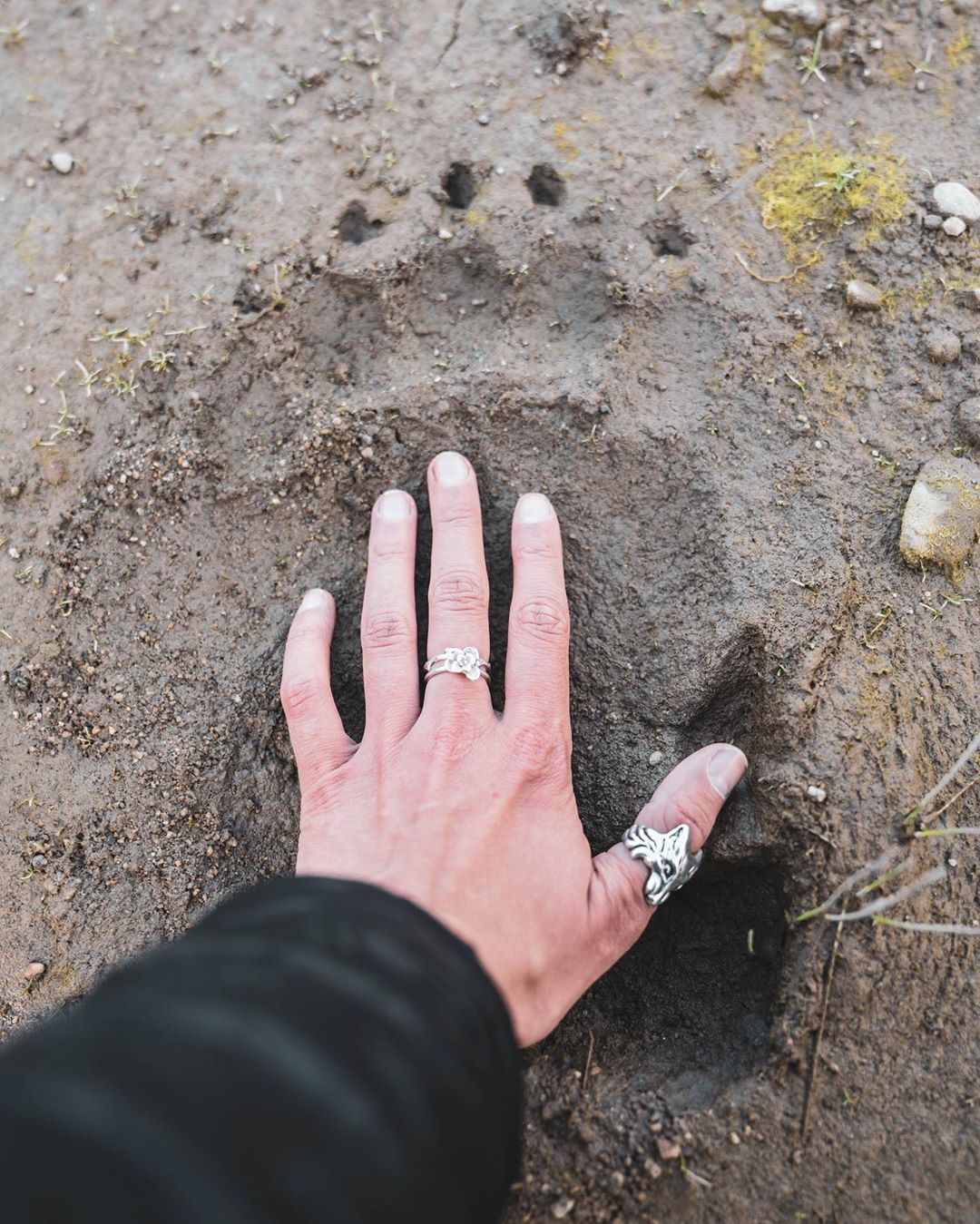 A hand with the black sleeve of jacket wearing a silver ring on the thumb visible, as it presses down on a much bigger paw print on brown mud