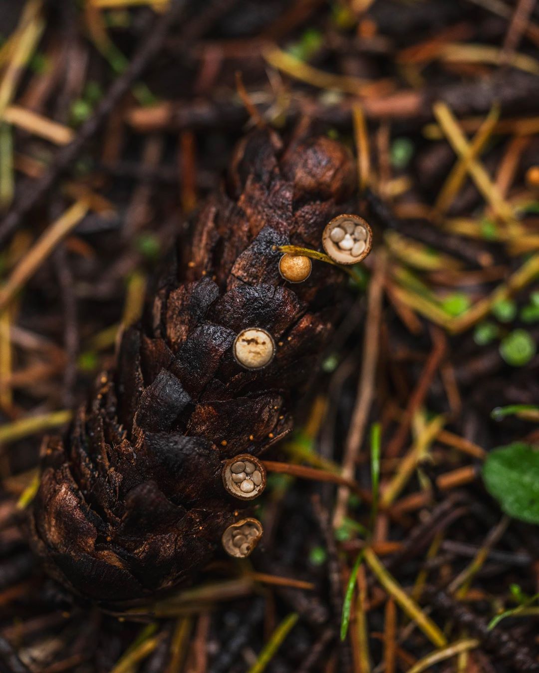 Brown fir cone lying on sticks and mud with mushroom called birds nest fungi sticking to the fir cone, in small round cups