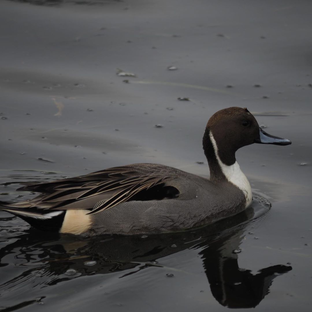 Northern Pintail bird floating in water