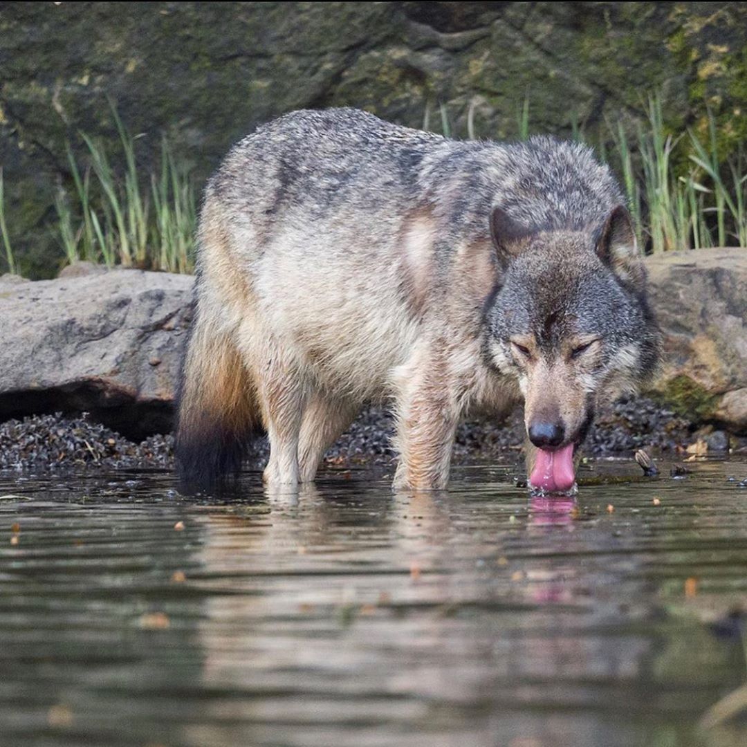 A grey brown Coastal wolf laps at water with its pink tongue outstretched standing at the edge of the water, feet in the water, beside a shore lined with rocks and grass.