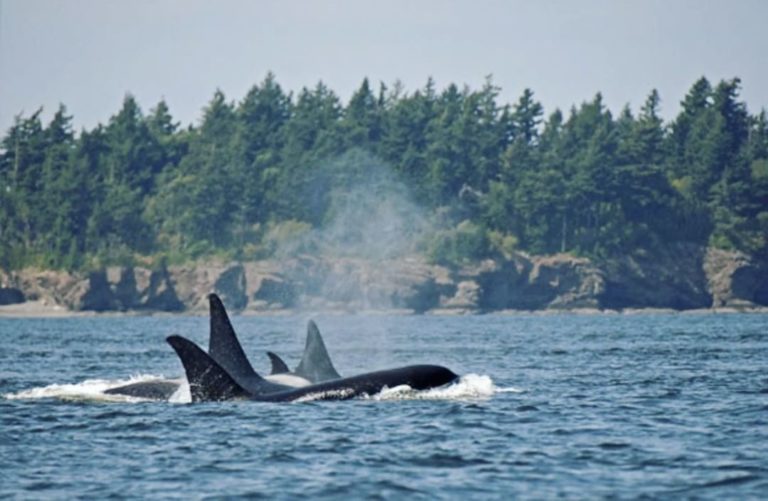 Orcas in danger of extinction, but recovery is possible