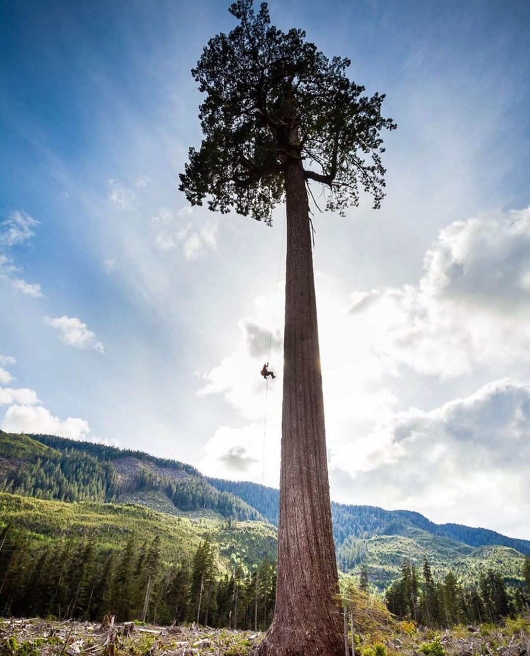 A huge tree with red brown trunk and a green dome of leaves stands tall in the foreground in front of bright blue skies and a forested mountain. One person is seen swinging from a rope in the tree half way up, looking very small compared to the tall trunk.