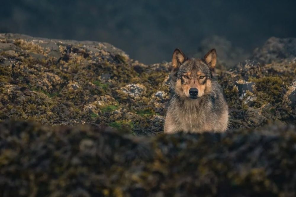 Buy a limited edition print from the Coastal Carnivores photography ...