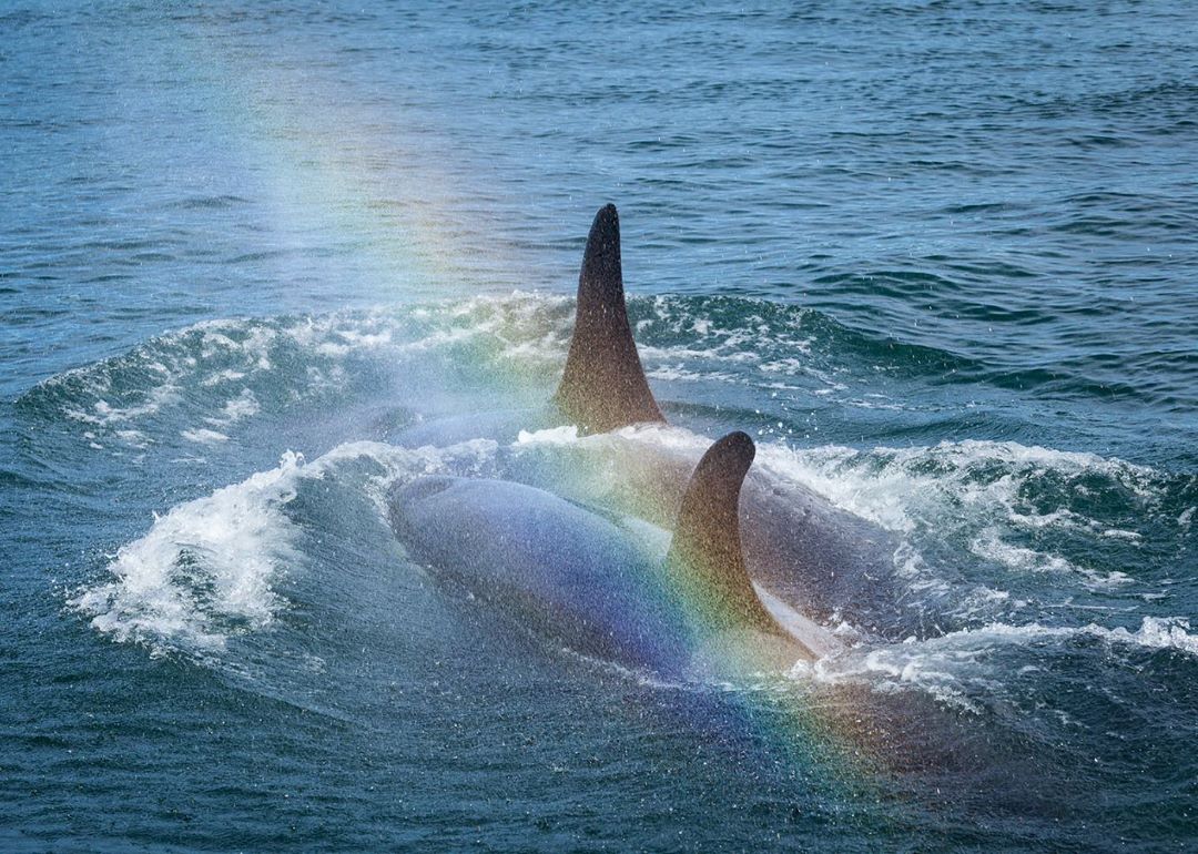 Two orca whale bodies and their fins visible as they are more than half out of the blue ocean water, with some froth near their heads and a beautiful prism of rainbow colours arcing across the foreground