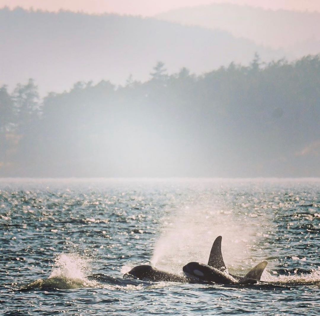 Three orcas partically visible raising a great deal of froth in blue ocean with a misty forest and mountain background