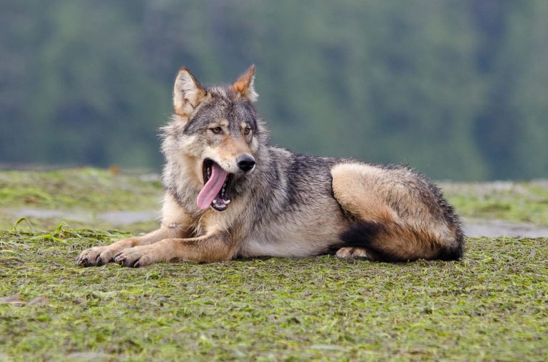 Take action with us to help BC’s wolves