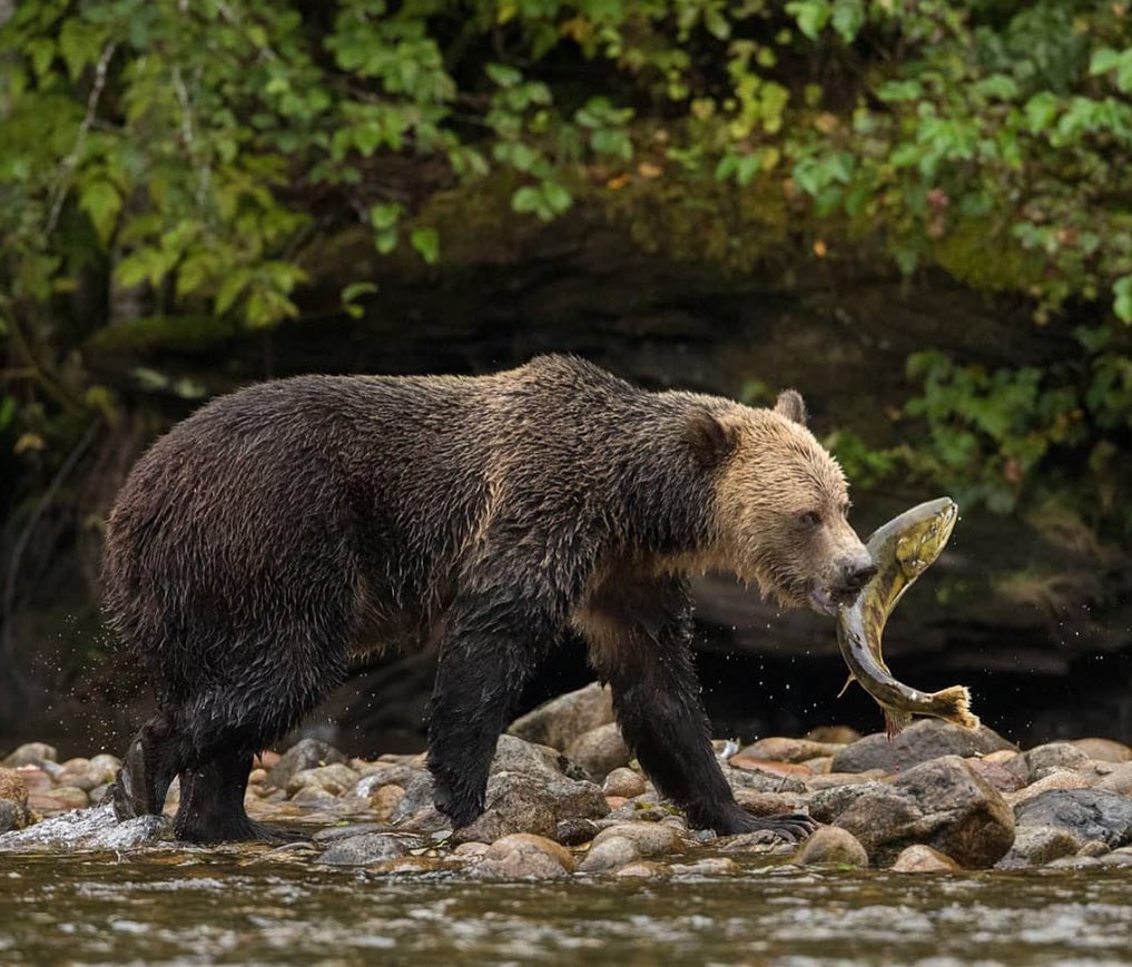 Grizzly bear walks on shallow water and rocks with salmon caught in its mouth, backgrounded by green trees.