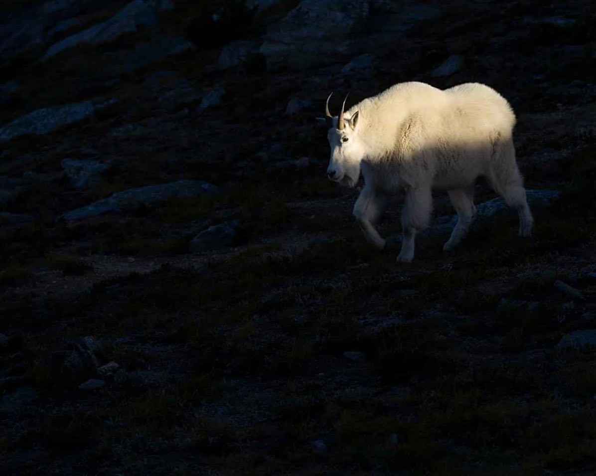 Big white mountain goat with black horns emerges from black shadow.