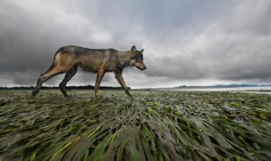 Wolf thin and brown walks across green rushes. Stormy grey sky looms in the background.