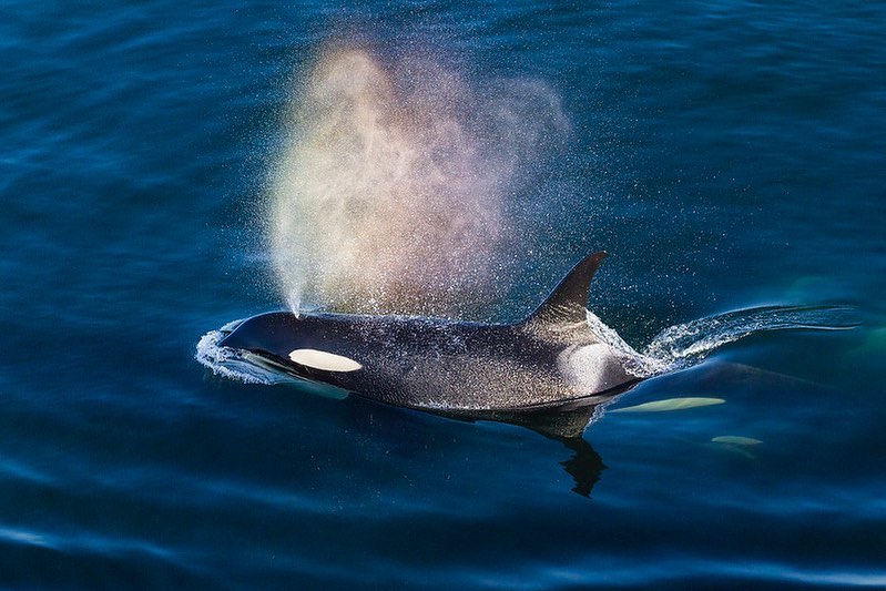 Orca whale with distinct white colouration near its mouth seen in dark blue ocean with a spray of water droplets hanging as white mist above its spout.