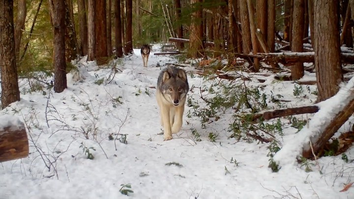 A medium sized brown and grey wolf walks on the snow between rows of trees