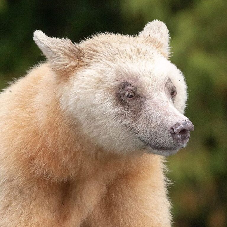 New research shows rare Spirit bear needs more protection