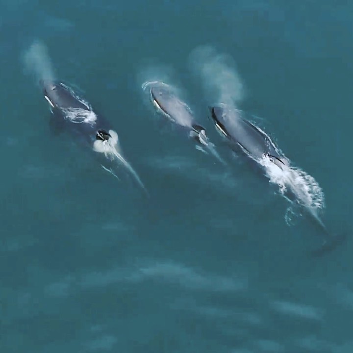 Three orca whales seen from overhead in blue water.