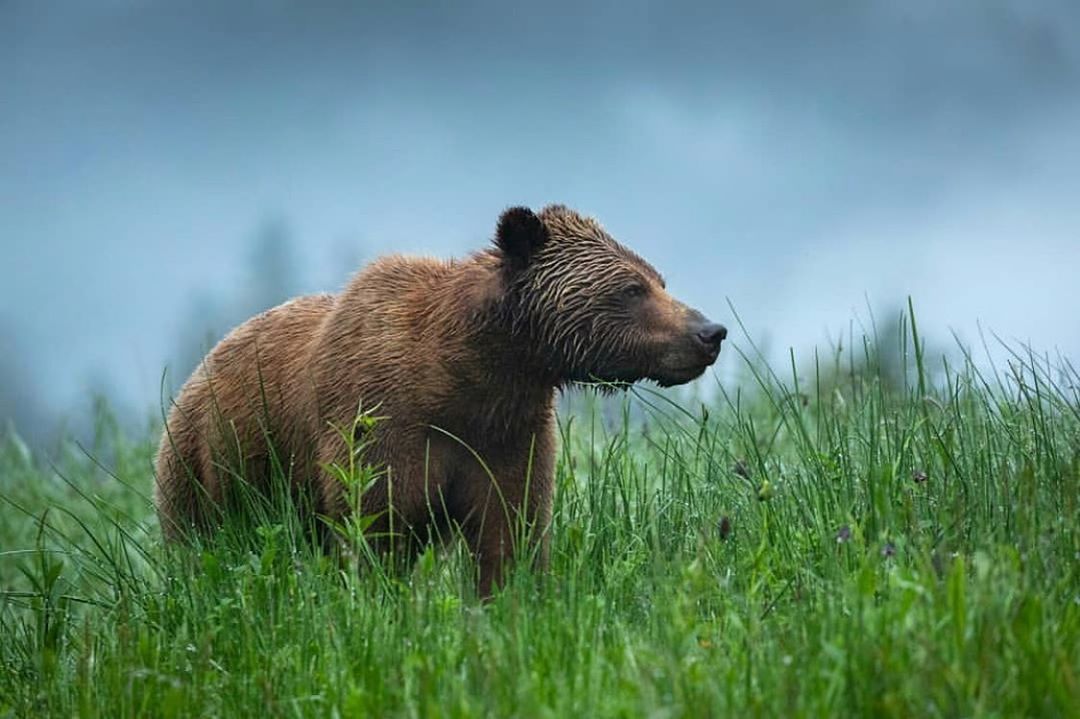 Beautiful brown bear stands among sharp green grass in front of a blurred blue sky looking outward