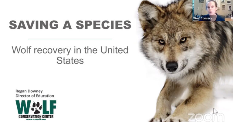 Wolf Conservation Center Wolf School episode 02 – Conservation of endangered Mexican grey and red wolves in the United States