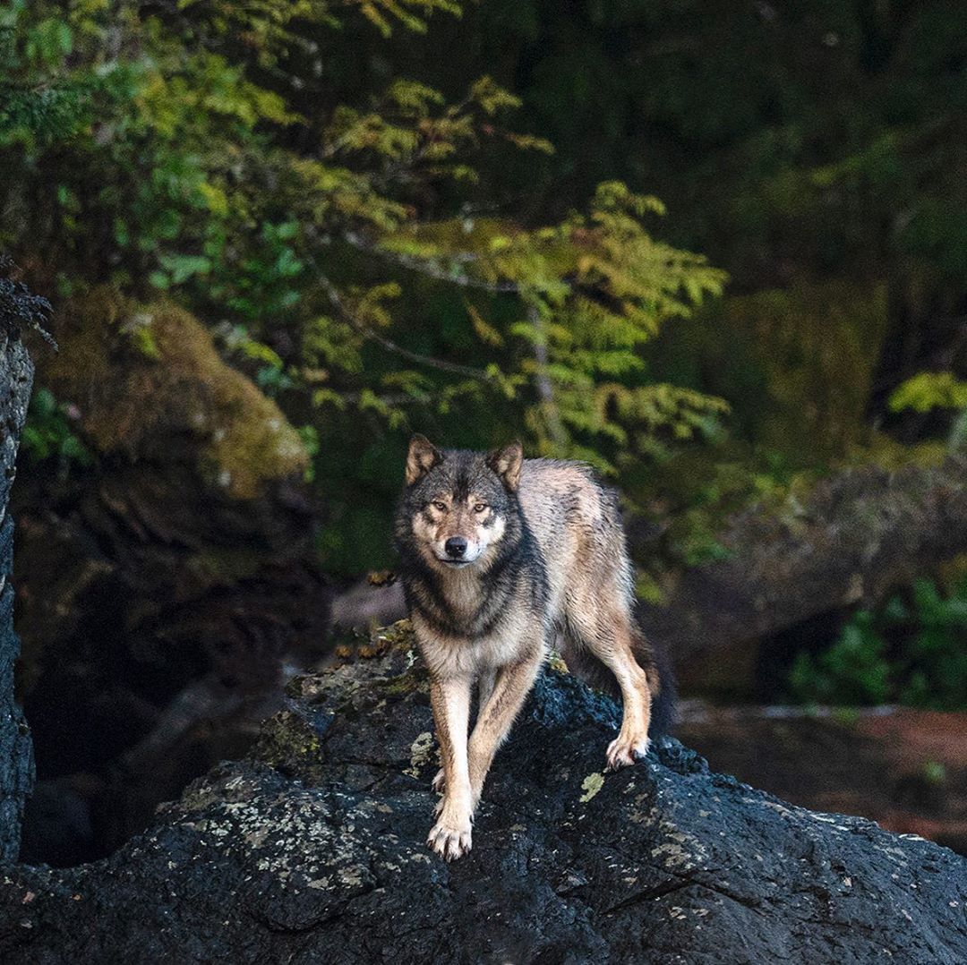 A beautiful image of a brown wolf standing poised center on a black wet rock looming out of the dark green forest behind.