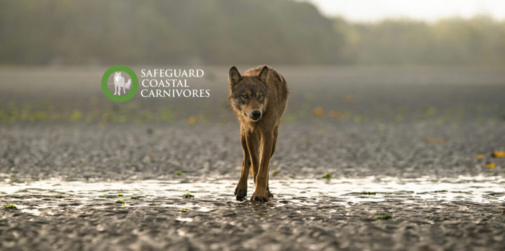 Safeguard Coastal Carnivores | Store