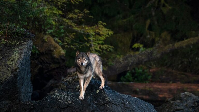 Wolf School 5: Indigenous perspective on wolves and wolf conservation