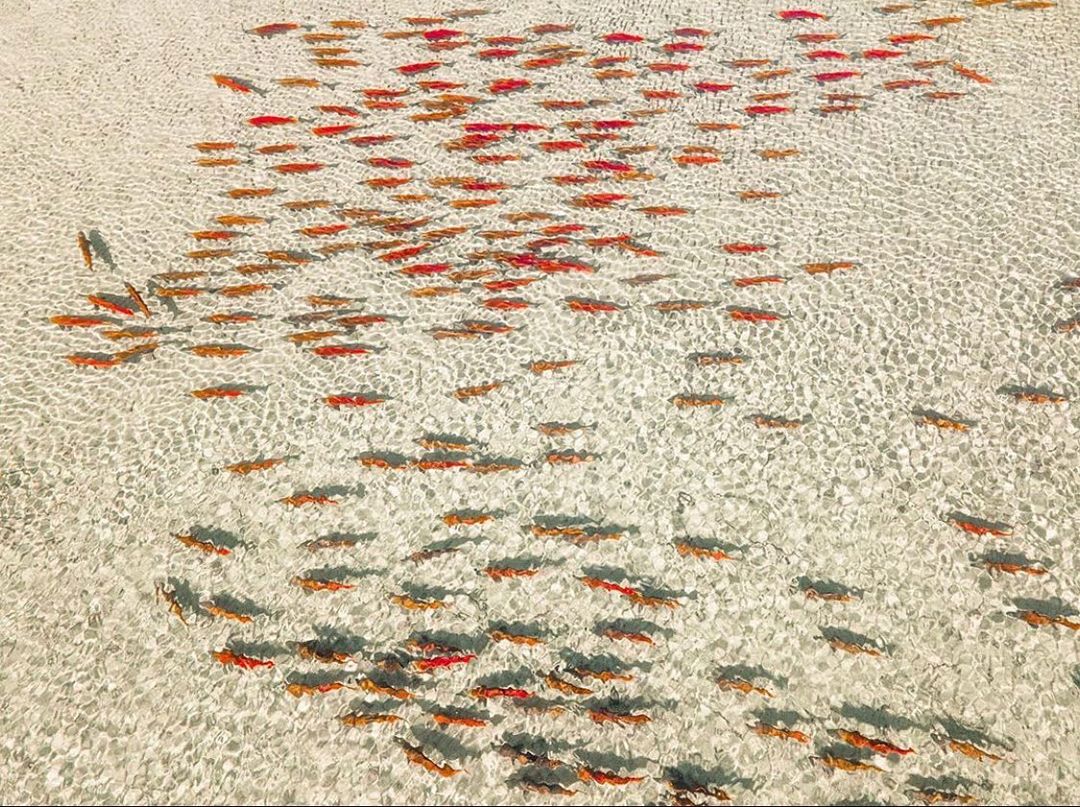 Aerial photograph of red sockeye salmon visible against stark pale brown sand through clear water