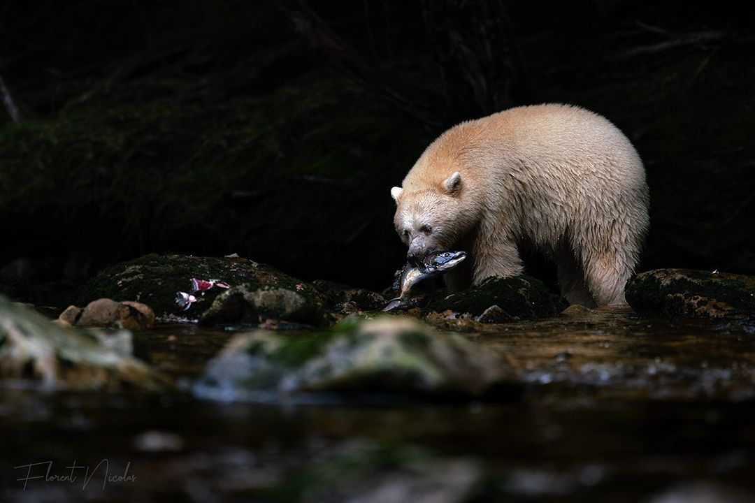 Black background, spirit bear shines bright with gleaming fish in mouth among rocks and water