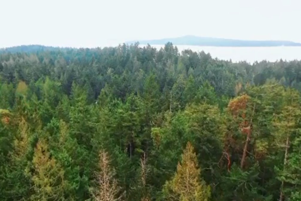 A green forest filled with Doughlas-fir, arbutus and cedar trees with the ocean visible near the horizon.