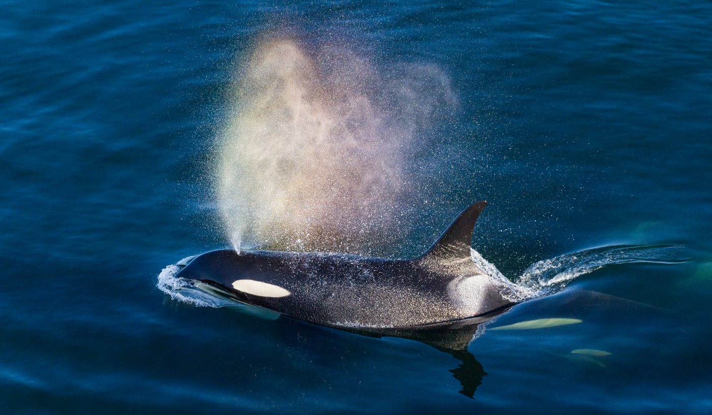 A rainbow is created by the exhalation of a killer whale breaking through the water.