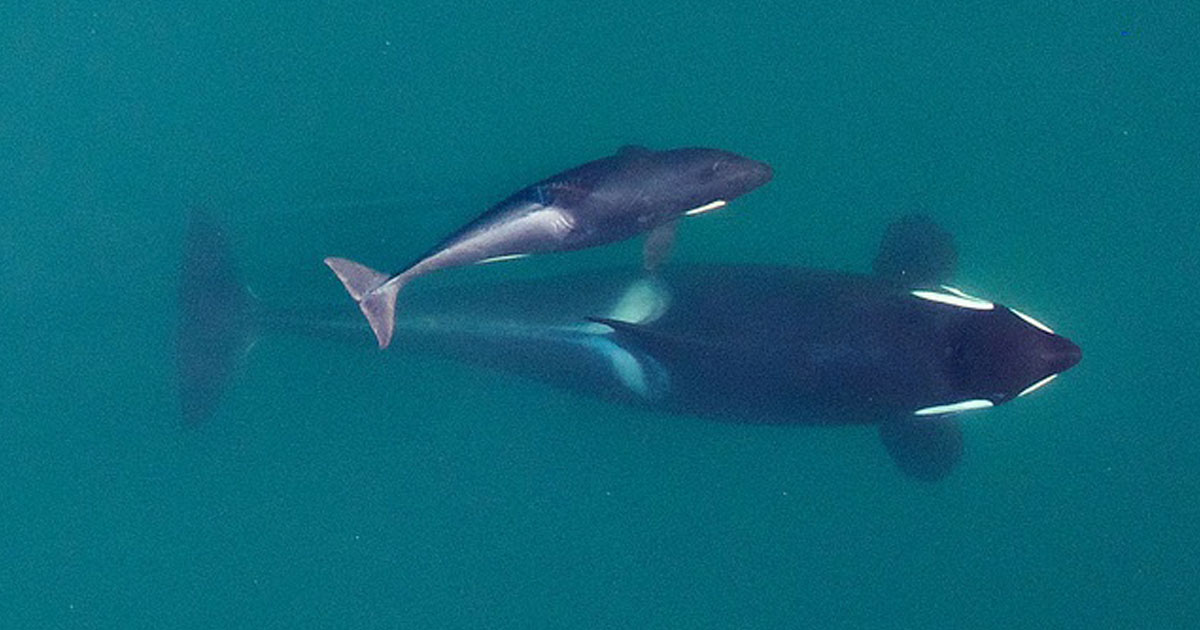 Killer whales and baby swims in the ocean, as seen from above