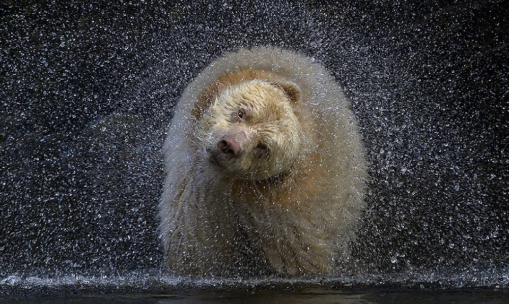 Kitlope commercial trophy hunting tenure secured in Haisla and ...