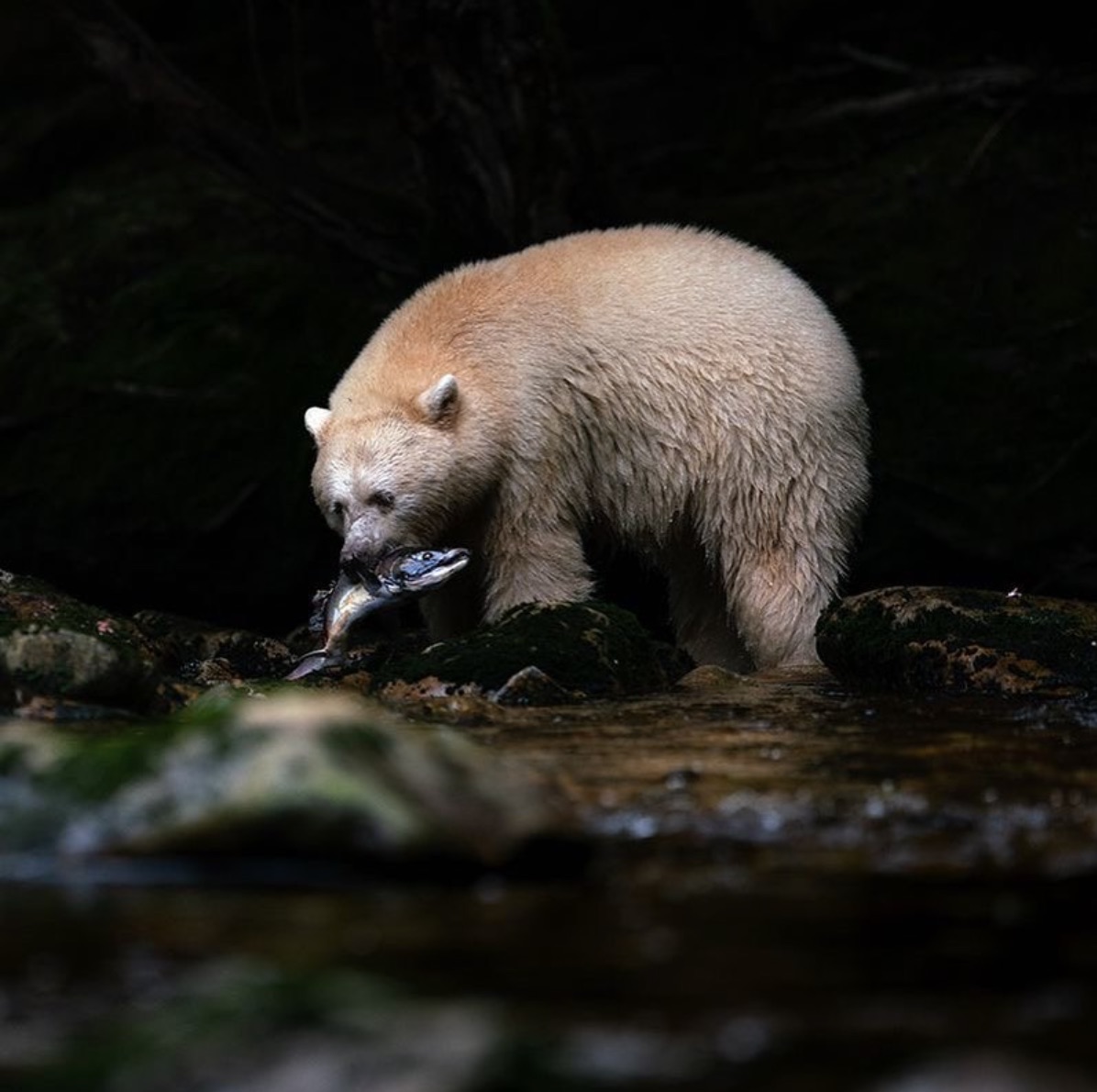 Dark background with a Spirit Bear holding a salmon in its mouth while standing at the edge of a river.