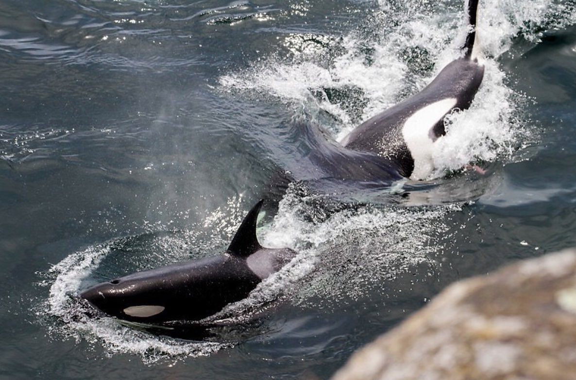 Two orcas swimmin in the centre of the image with white splashing and water surrounding them, with stone in foreground right corner.