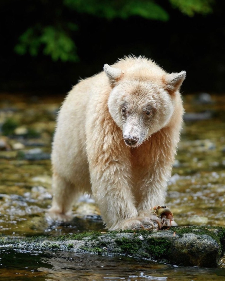 White bear in centre of photo standing in a shallow stream with trees in background.