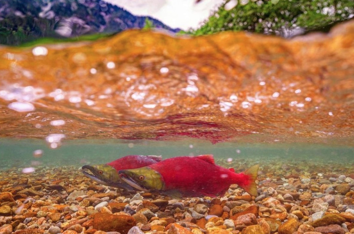 Underwater photo of two sockeye salmon swimming with stones underneath then and trees and mountain in background.