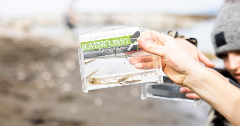 Swimming along: Talking about Raincoast’s Wild Salmon Program