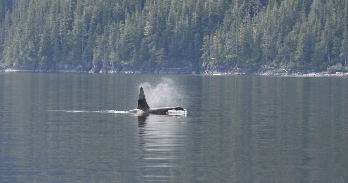 A60 North Resident killer whale swims along on the surface with a big breath visible and a forest in the background.